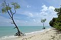 Havelock Island, Mangrove trees in tropical sea, Andaman Islands