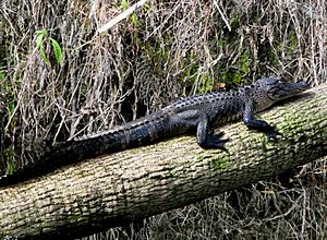 Hillsborough River Alligator