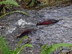 Homestead coho salmon Tillamook Forest