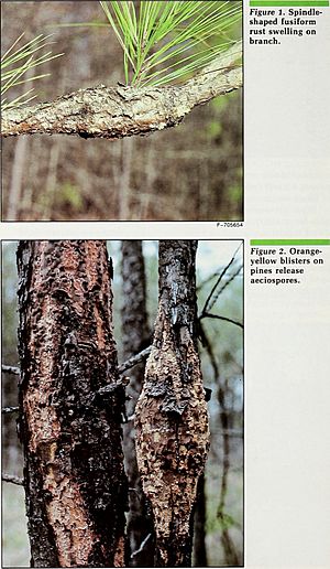 Insect and disease conditions in the United States, 1979-83 - what else is growing in our forests? (1985) (19950795404)