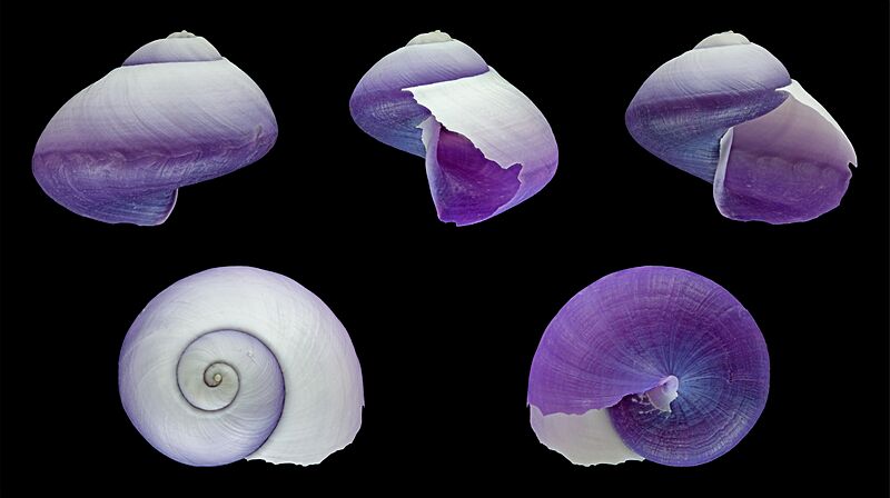 Janthina janthina 01