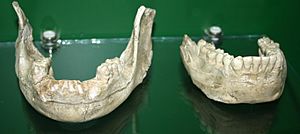 Jaws from Dmanisi