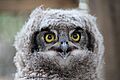 Juvenile Spotted Eagle Owl