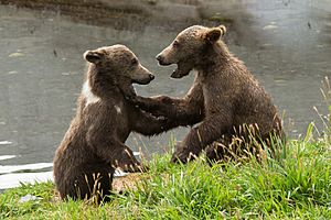 Kodiak brown bears FWS 18385
