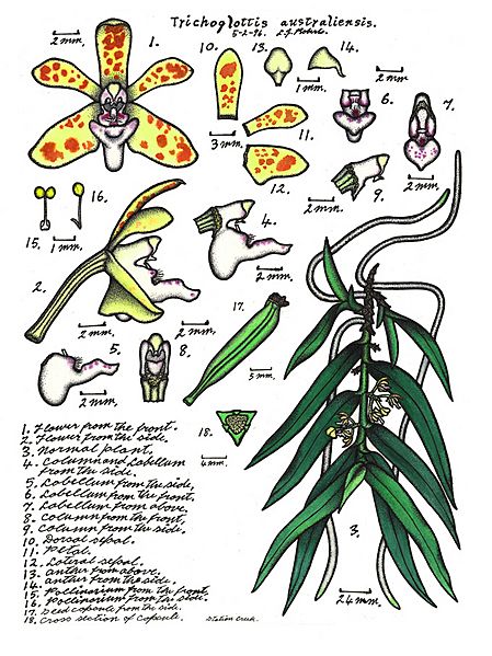 LR079 72dpi Trichoglottis australiensis