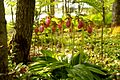Lady Slippers in old growth forest near a lake in Lunenburg County, Nova Scotia, Canada