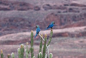 Lears macaw (1)