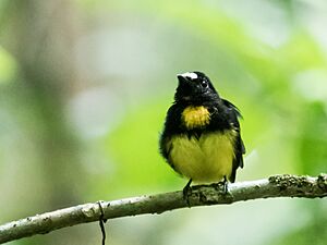 Lepidothrix serena - White-fronted Manakin.jpg