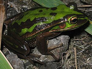 Litoria aurea dark