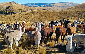 Llamas-alpacas-ocra-chinchaypujio-herding-corrall