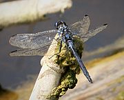 Long Skimmer. mature male. Orthetrum trinacria (24800785117).jpg