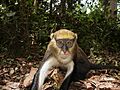 Lowe's Mona Monkey
