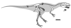 Magnosaurus OUMNH J. 12143.png