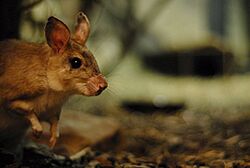 Malagasy Giant Rat (Hypogeomys antimena)