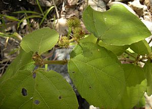 Mallotus ficifolius fruit and foliage.jpg