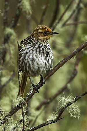 Many-striped Canastero - Colombia S4E1138.jpg