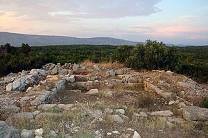 Maslinovik starigradsko polje hvar