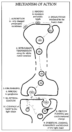 Mechanism of action of tetanospasmin