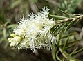 Melaleuca linariifolia - Leaning Pine Arboretum - DSC05482