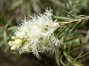 Melaleuca linariifolia - Leaning Pine Arboretum - DSC05482