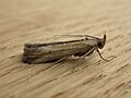 Morosaphycita oculiferella 2