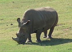 Northern White Rhinoceros Angalifu.jpg