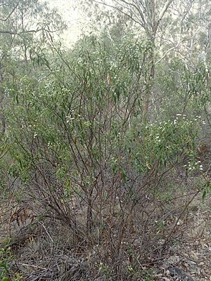Olearia elliptica habit