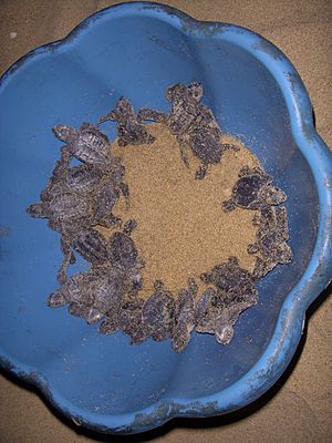 Olive Ridley hatchlings in Chennai