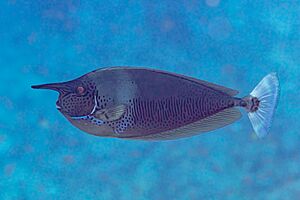 Pez unicornio de nariz corta (Naso brevirostris), mar Rojo, Egipto, 2023-04-15, DD 61.jpg