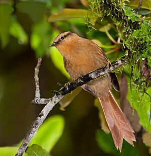 Philydor rufum -Reserva Guainumbi, Sao Luis do Paraitinga, Sao Paulo, Brasil-8.jpg