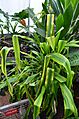 Pitcairnia altensteinii (jardin botanique du parc de la Tête-d'Or, Lyon, France)