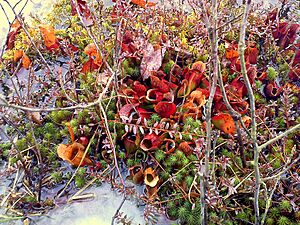 Pitcher plants in the Linn Run bog.