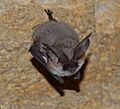 Plecotus austriacus2