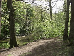 Plessey Woods Country Park - geograph.org.uk - 1314402.jpg