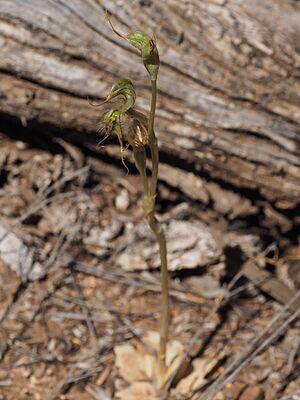 Pterostylis roensis habit