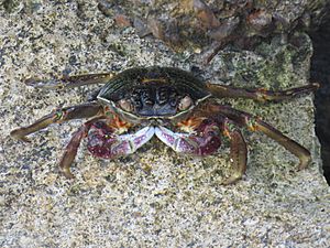 Purple Swift-footed Shore Crab S01 crop