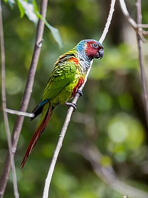 Pyrrhura pfrimeri Goias Parakeet, São Domingos, Goiás, Brazil.jpg
