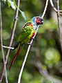 Pyrrhura pfrimeri Goias Parakeet, São Domingos, Goiás, Brazil