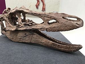 Qianzhousaurus skull.jpg