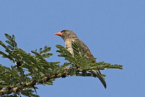 Red-headed weaver (Anaplectes rubriceps leuconotos) female