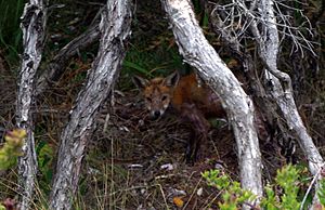 Red Fox Mornington National Park