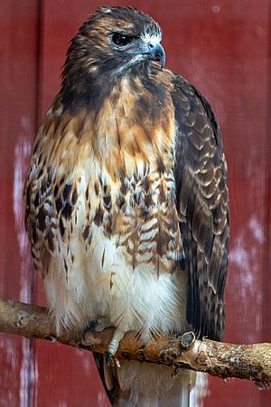 Red Tailed Hawk at Henson Robinson Zoo