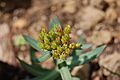 Rhodiola rosea in flower