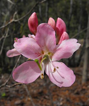 Rhododendronvaseyi.jpg