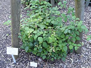 Rubus vestitus - Botanischer Garten, Frankfurt am Main - DSC02477.JPG
