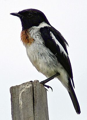 Saxicola torquatus axillaris, Nanyuki, Kenya