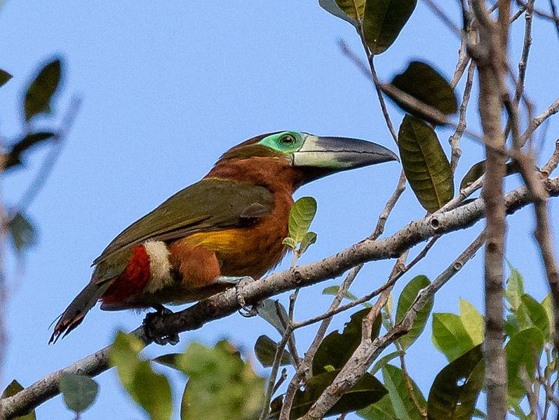 Selenidera reinwardtii langsdorfii - Golden-collared toucanet (female); Careiro, Amazonas, Brazil