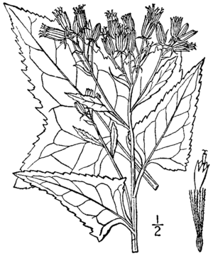 Senecio suaveolens BB-1913