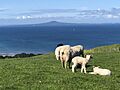 Sheep and lambs at Shakespear Regional Park