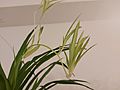 A picture of a spider plant's plantlets and budding flowers.